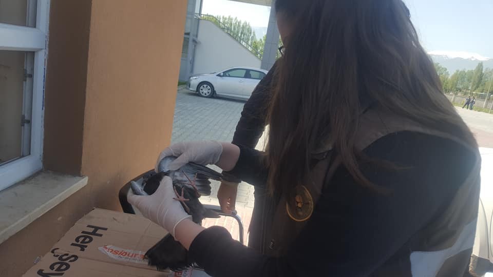 Yaralı güvercin tedavi altına alındı 