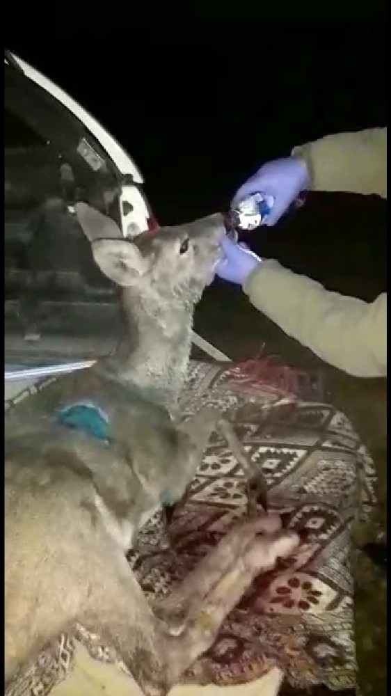 Yaralı halde bulunan hamile karaca, tedavisi sonrası doğaya salındı 