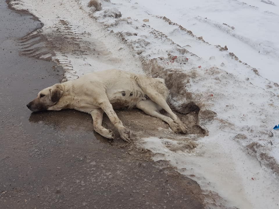 Yaralı halde bulunan köpek, tedavi altına alındı 