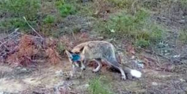 Yaralı halde bulunan tilki tedavisinin ardından doğaya bırakıldı