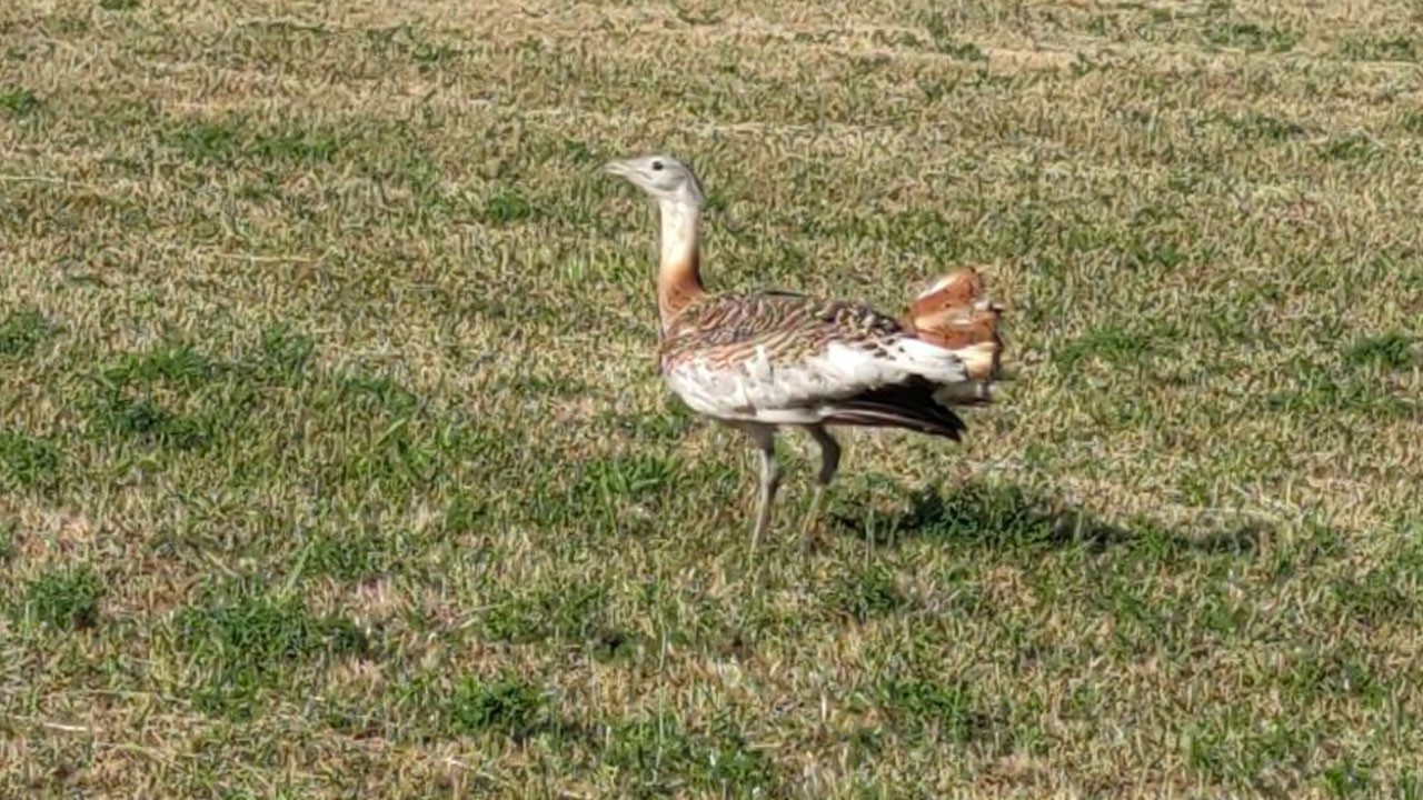 Yaralı halde bulunan toy kuşu tedavi edildi