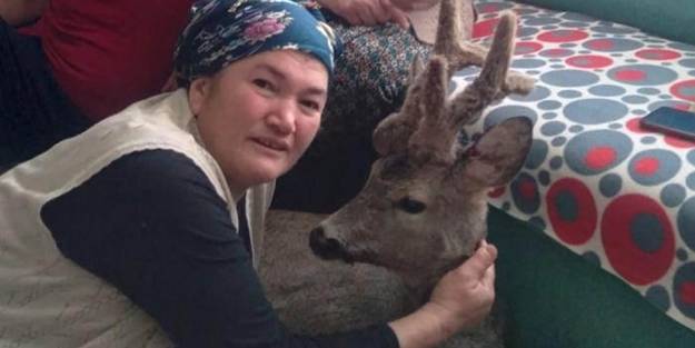 Yaralı karacaya bebeği gibi baktı