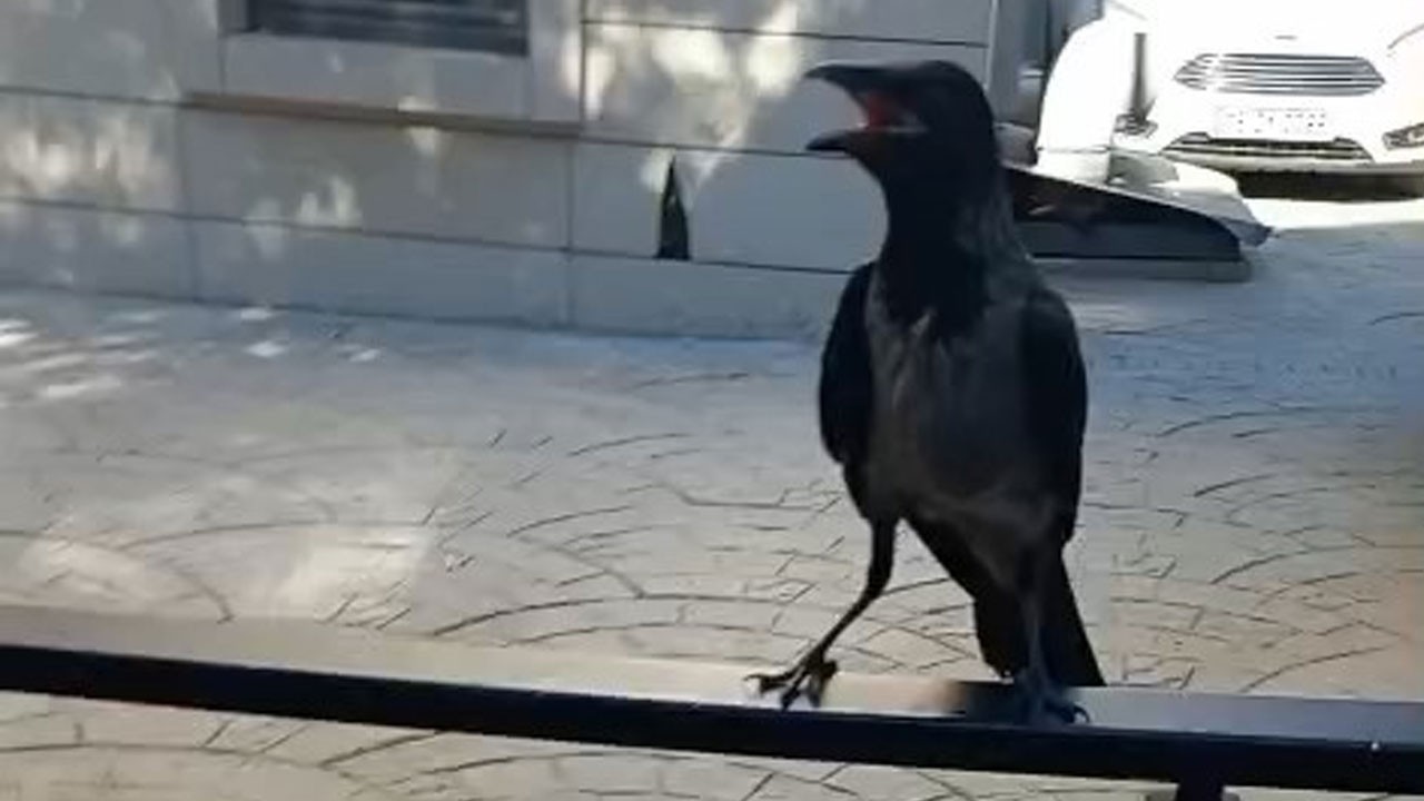 Yaralı kargaya yara bandı oldu