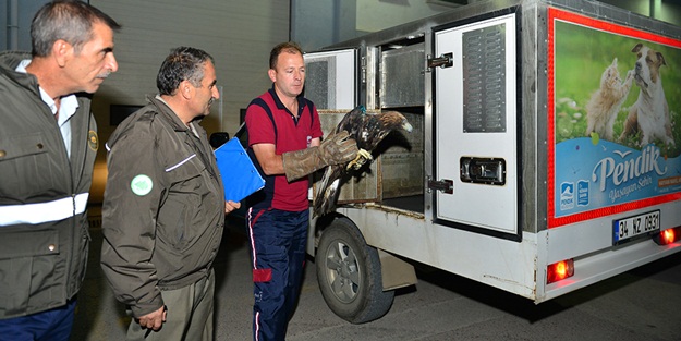 Yaralı kartal Hayvanları Koruma Günü’nde Pendik’e sığındı