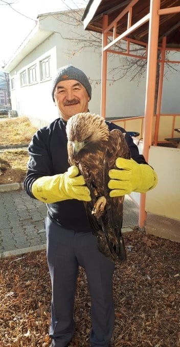 Yaralı kaya kartalı tedavi altına alındı 