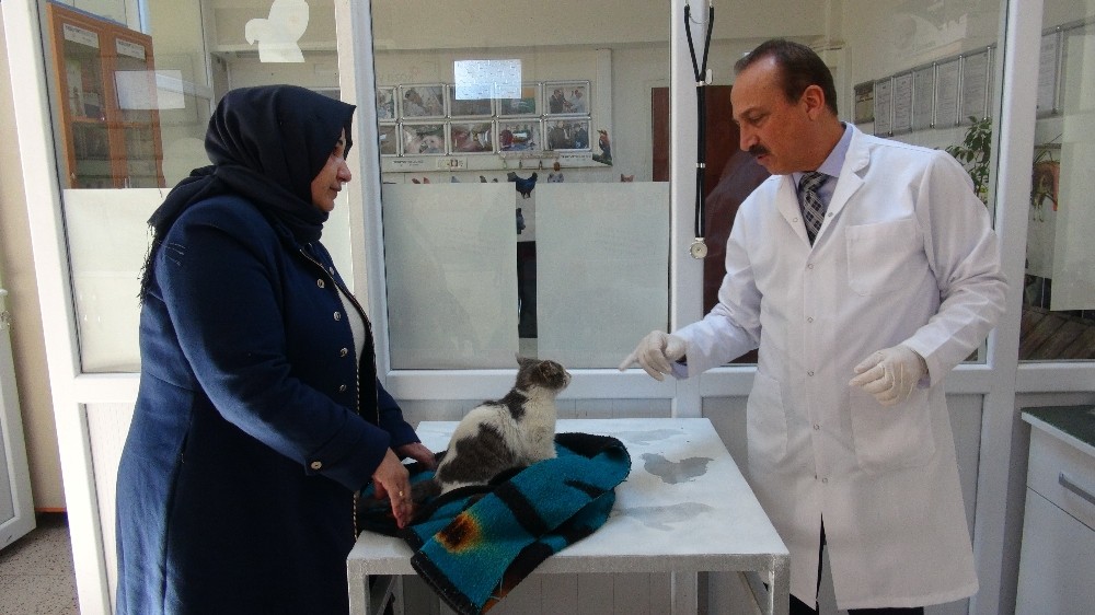Yaralı kediye şefkat eli 