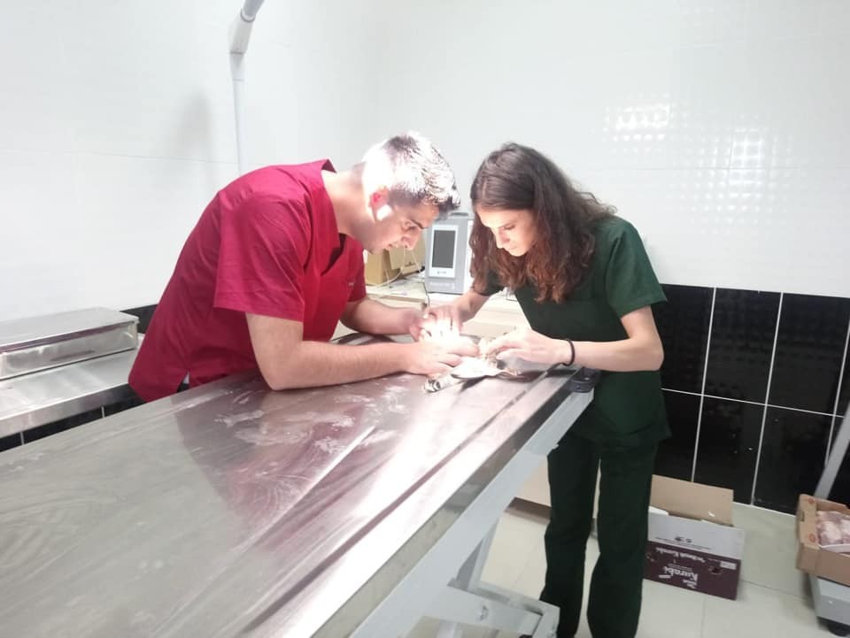 Yaralı Kerkenez Kars’ta tedavi altına alındı 