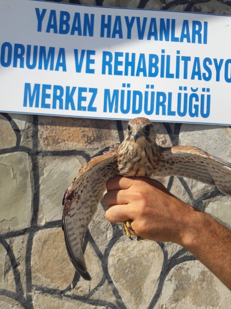 Yaralı kerkenezler tedavi altına alındı 