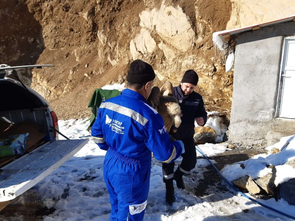 Yaralı kızıl akbaba tedavi altına alındı 