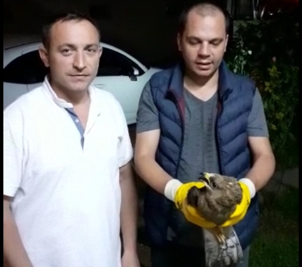 Yaralı kızıl şahin sağlığına kavuştu 