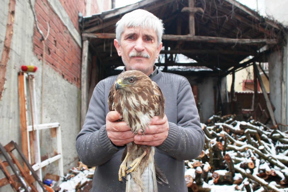 Yaralı kızıl şahine esnaf sahip çıktı 