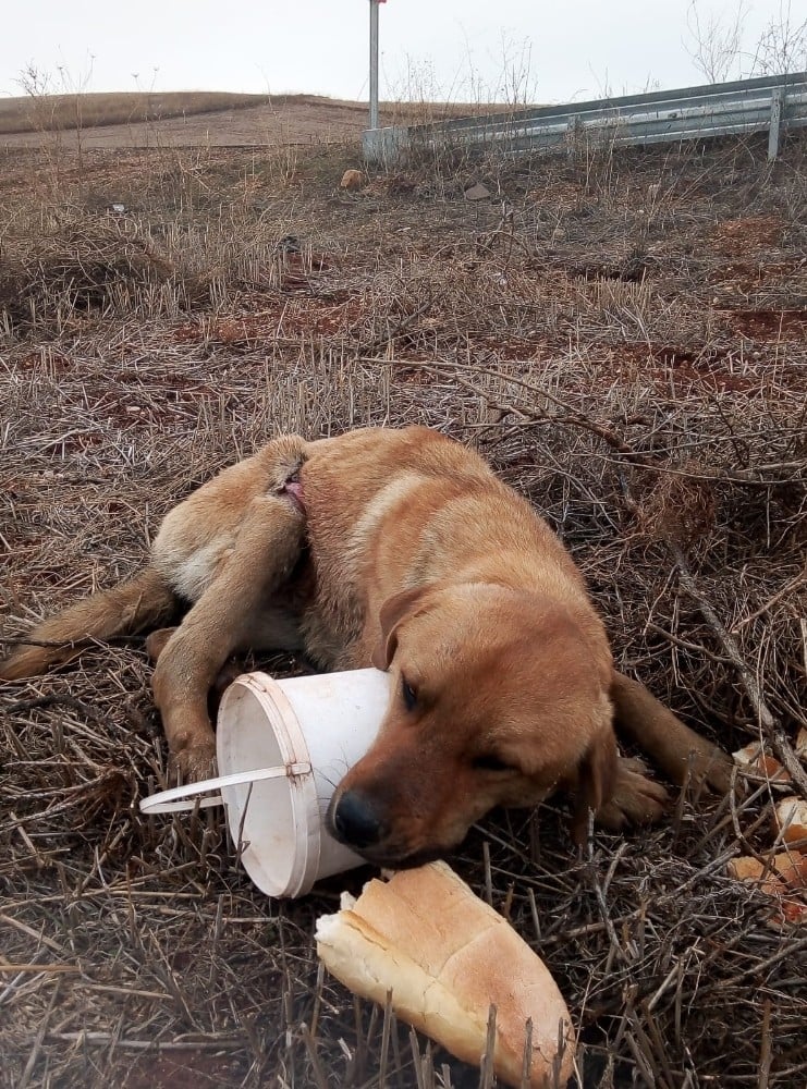 Yaralı köpeğe belediye sahip çıktı 