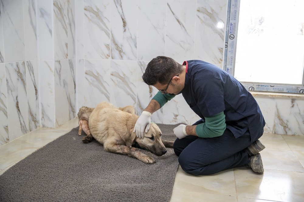 Yaralı köpeğe belediye ’umut’ oldu 
