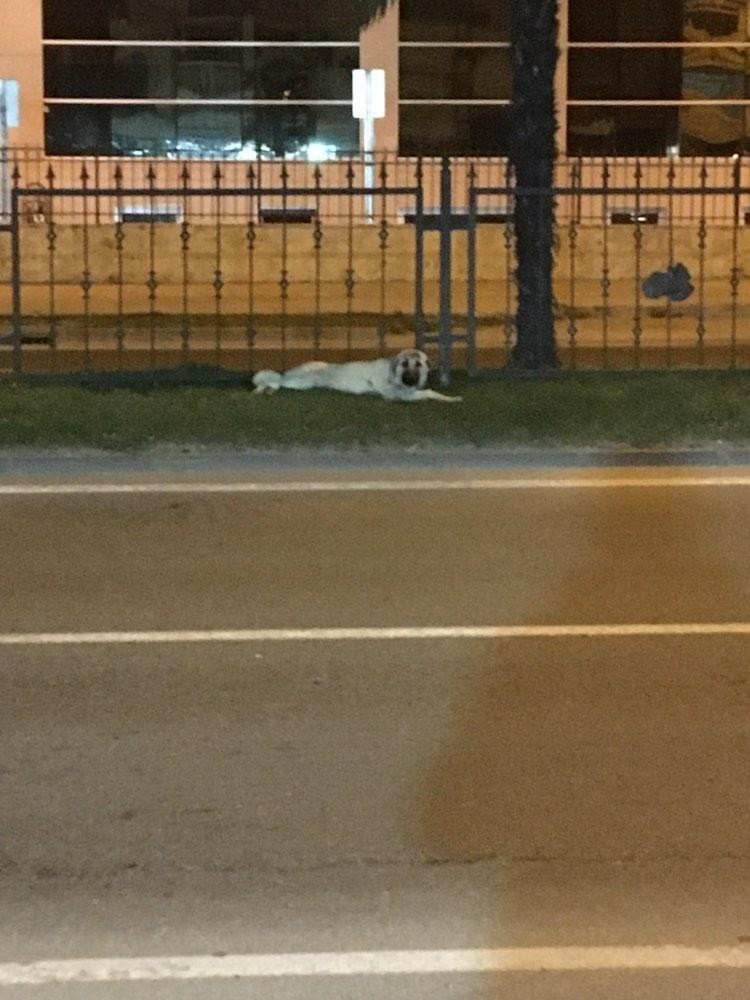 Yaralı köpeğe hızlı müdahale 
