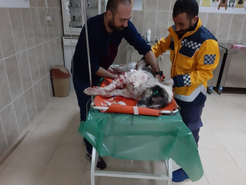 Yaralı köpeğe polis şefkati 