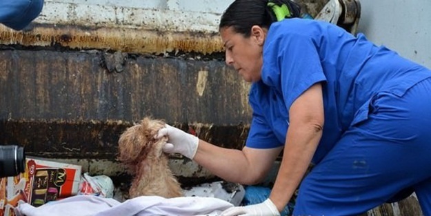 Yaralı köpeği çöpe attılar