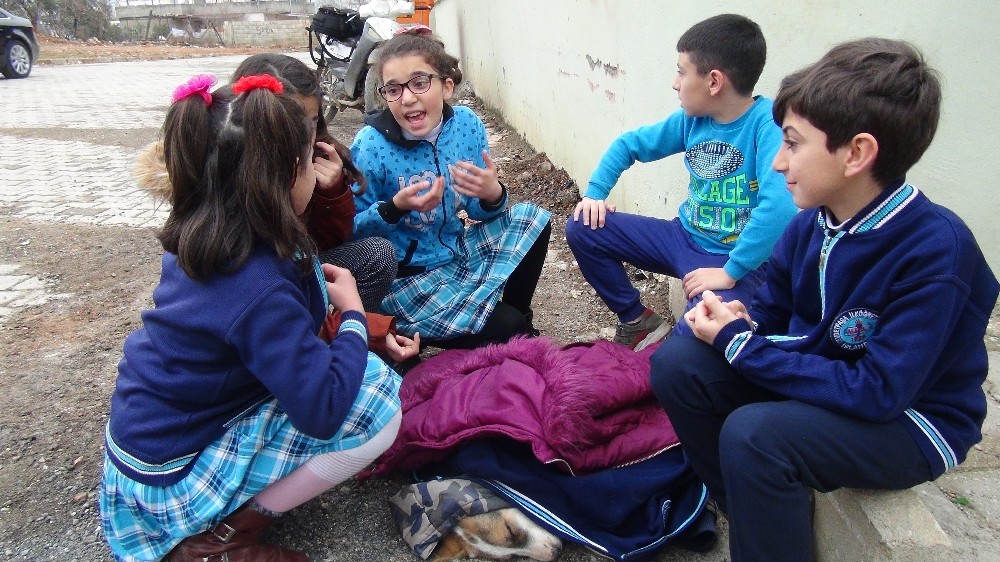 Yaralı köpeğin altına örtü, üzerine mont örttüler 