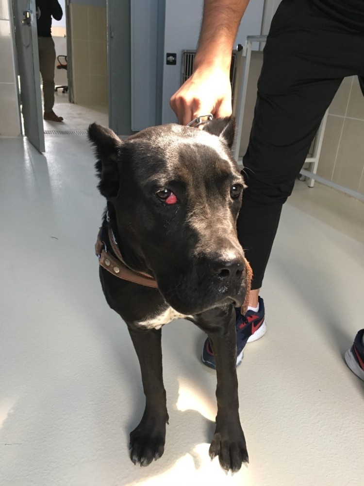 Yaralı köpek gözünden ameliyat edildi 