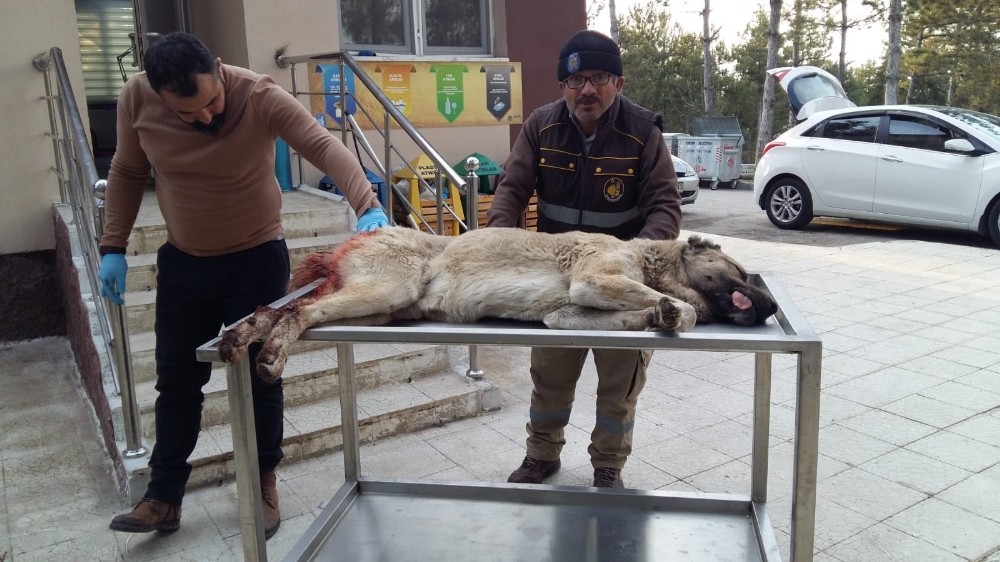Yaralı köpek sağlığına kavuştu 