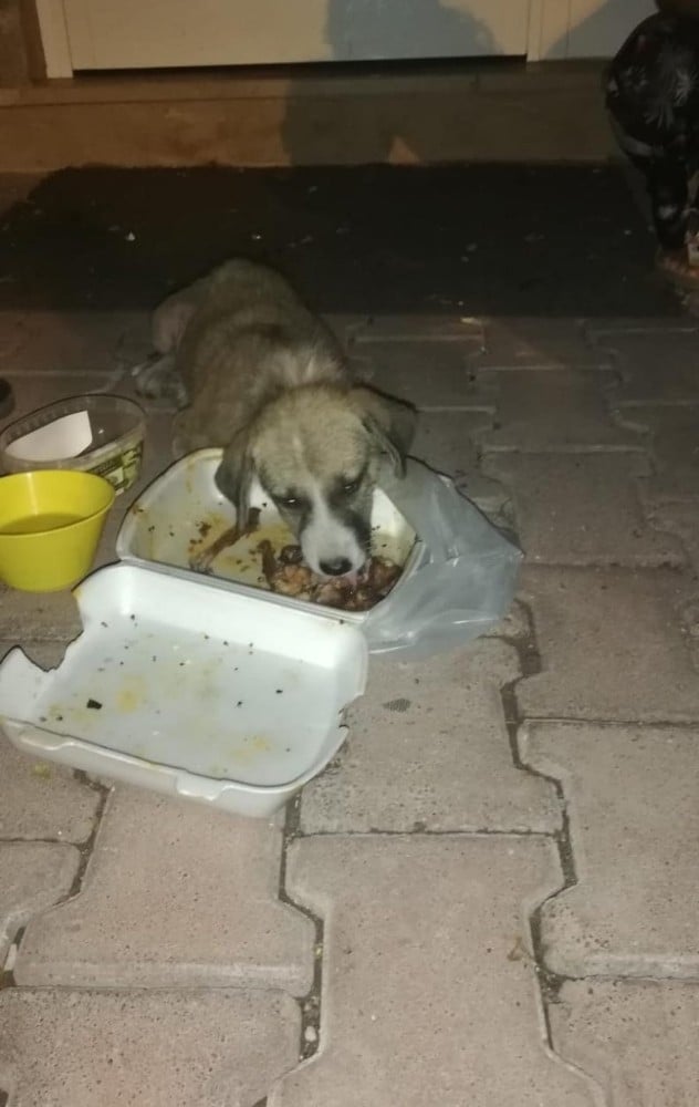 Yaralı köpek tedavi altına alındı 