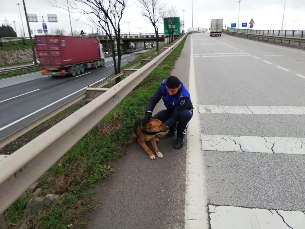 Yaralı köpek tedavi altına alındı 