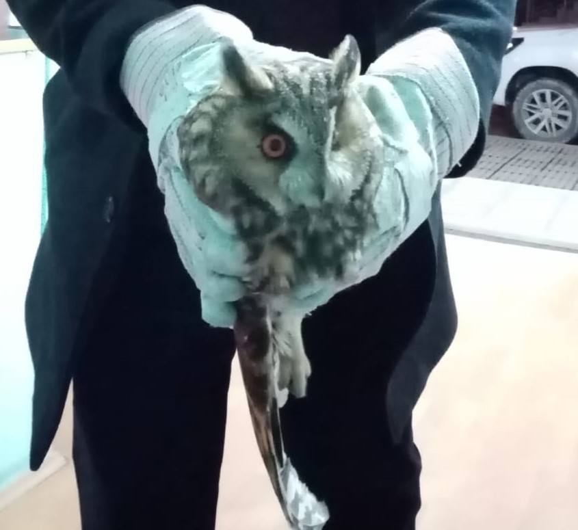 Yaralı kulaklı orman baykuşu tedavi altında 