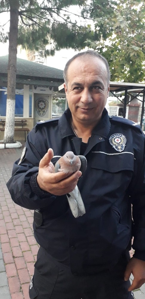 Yaralı Kumruya polis şevkati 