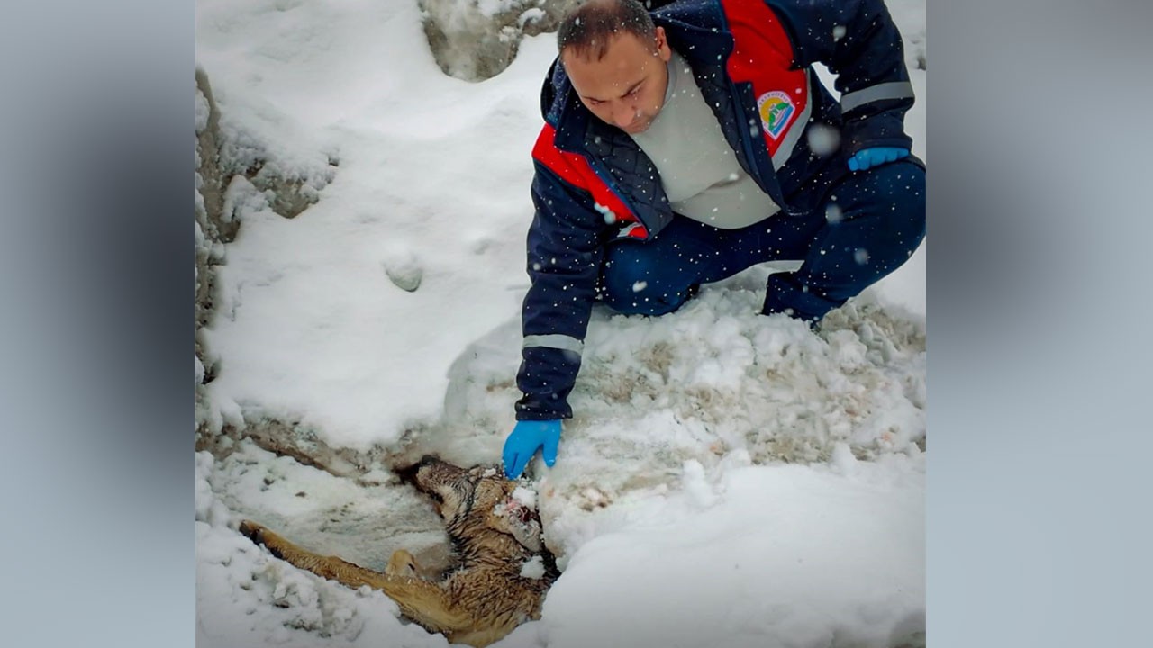 Yaralı kurda şefkat eli! Yol kenarında bulundu, tedavi altına alındı