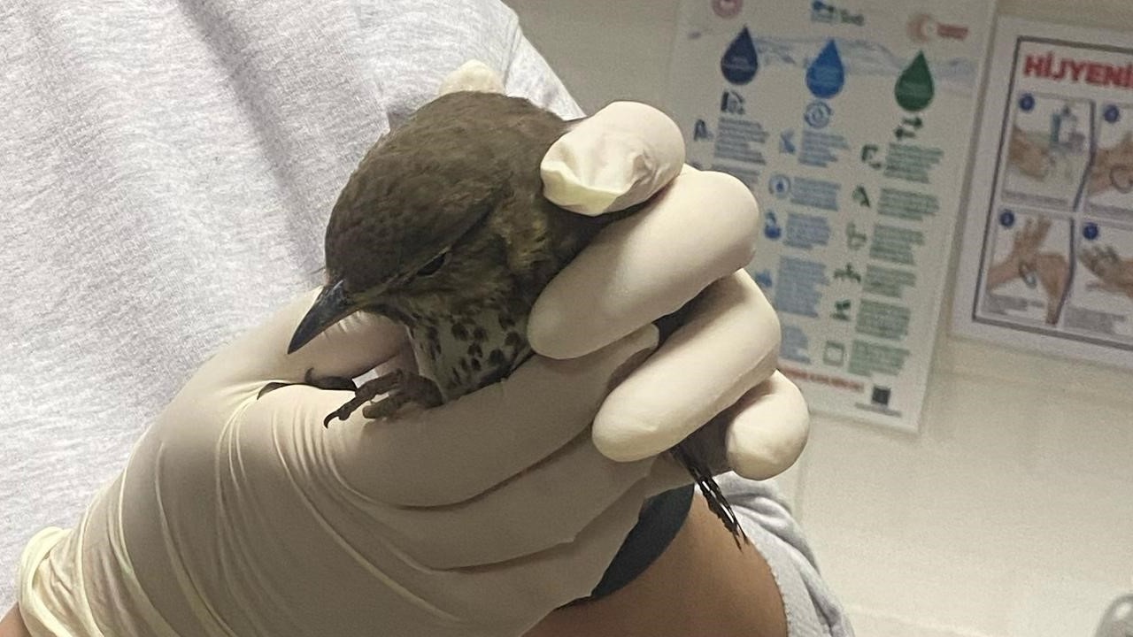 Yaralı kuşun tedavisi hastanede yapıldı