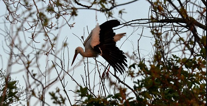 Yaralı leyleğe karayolları işçileri sahip çıktı