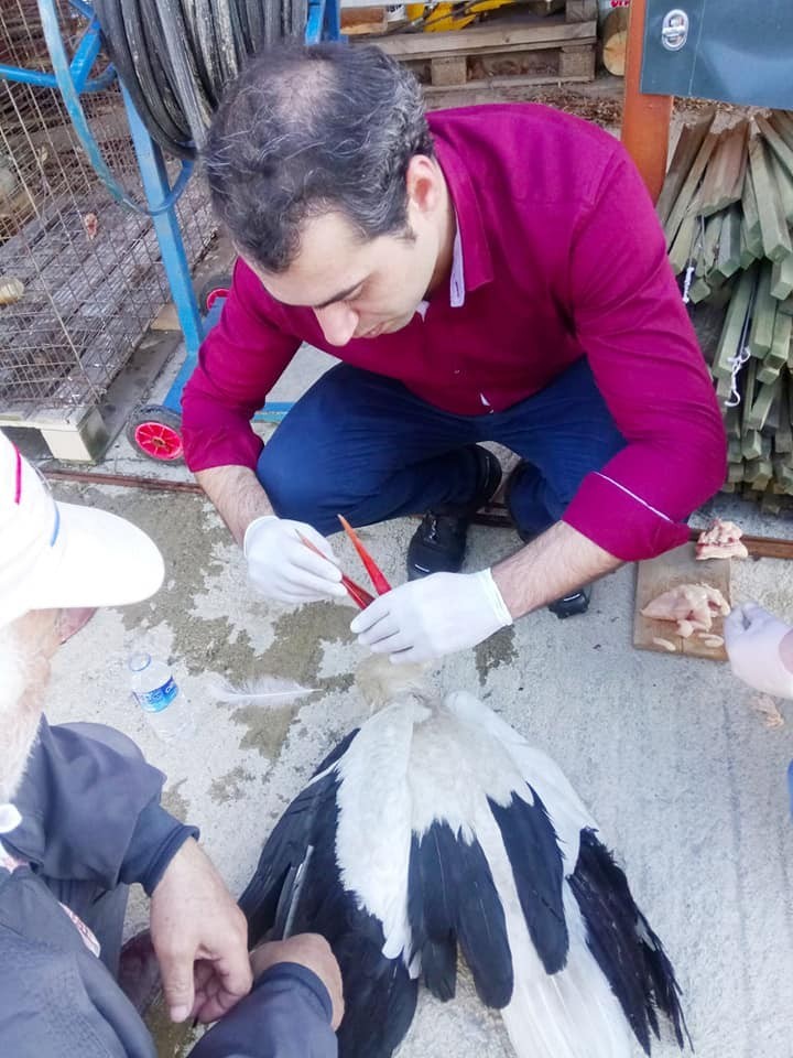 Yaralı leylek koruma altına alındı 