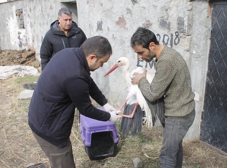 Yaralı leylek tedavi altına alındı 