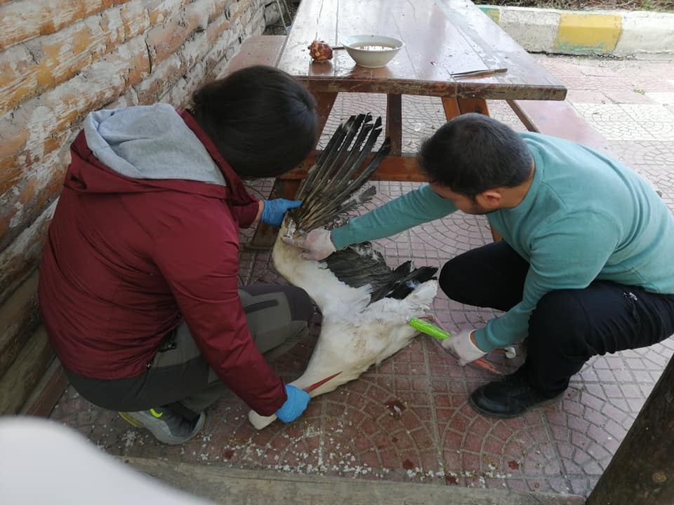 Yaralı Leylek tedavi altına alındı 