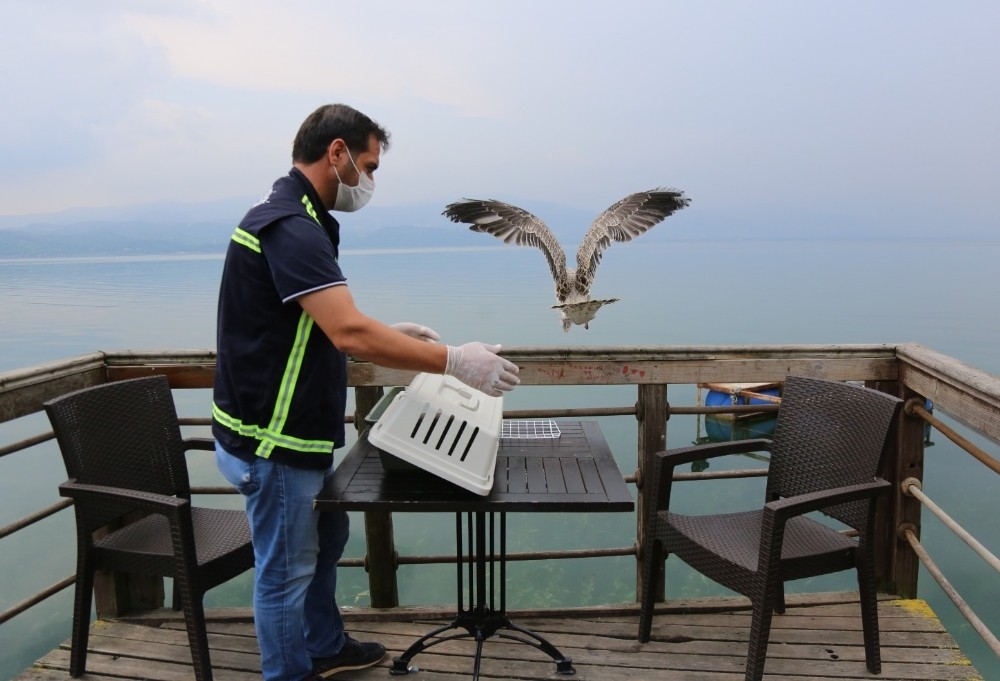 Yaralı martının imdadına belediye ekipleri yetişti 