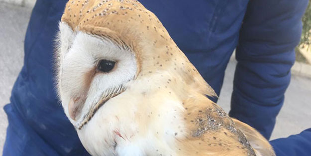Yaralı olarak bulunan peçeli baykuş tedavi altına alındı