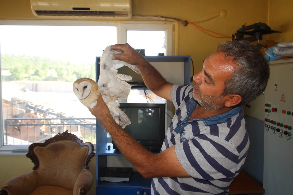Yaralı peçeli baykuş kum ocağına sığındı 