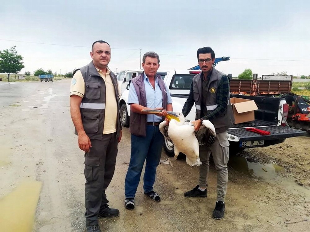 Yaralı pelikan ve tilki yavrusu koruma altına alındı 