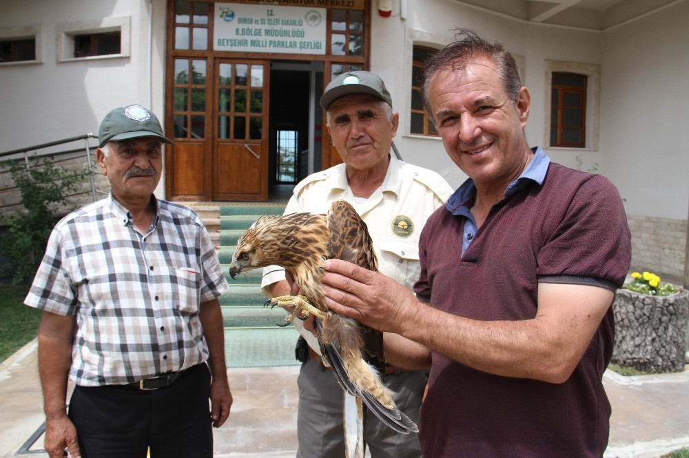Yaralı şahin koruma altına alındı 