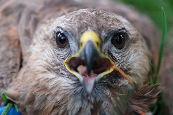 Yaralı şahin tedavi altında