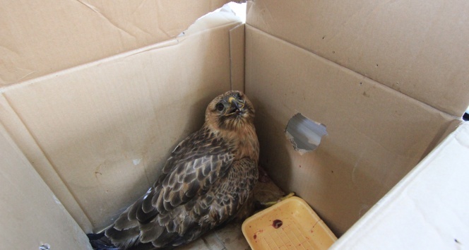 Yaralı şahin tedavi edildi