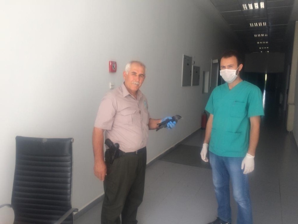 Yaralı şahin ve yavru karga korumaya alındı 