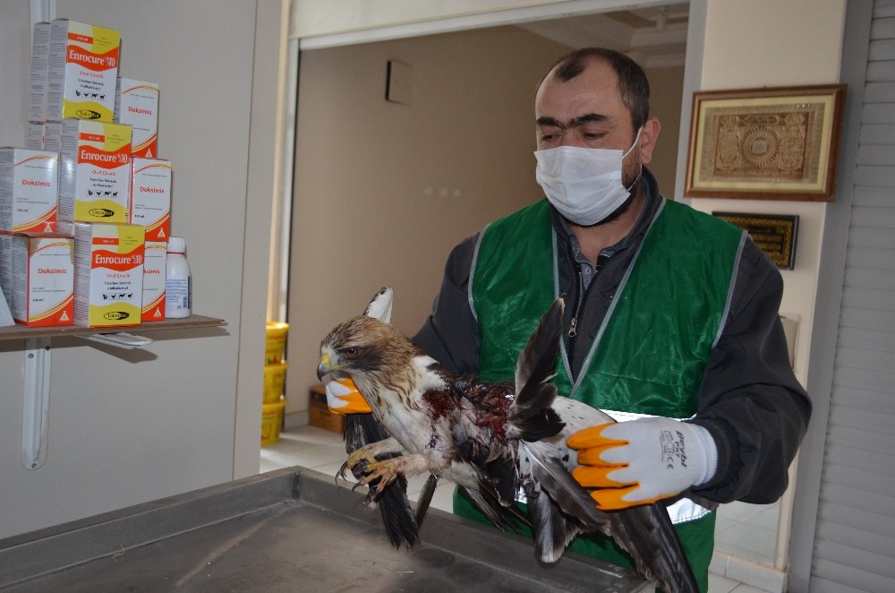 Yaralı şahine Bünyan Belediyesi sahip çıktı 