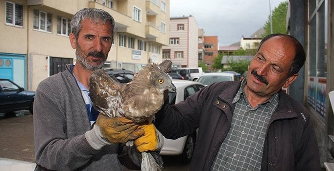 Yaralı şahine sahip çıktı