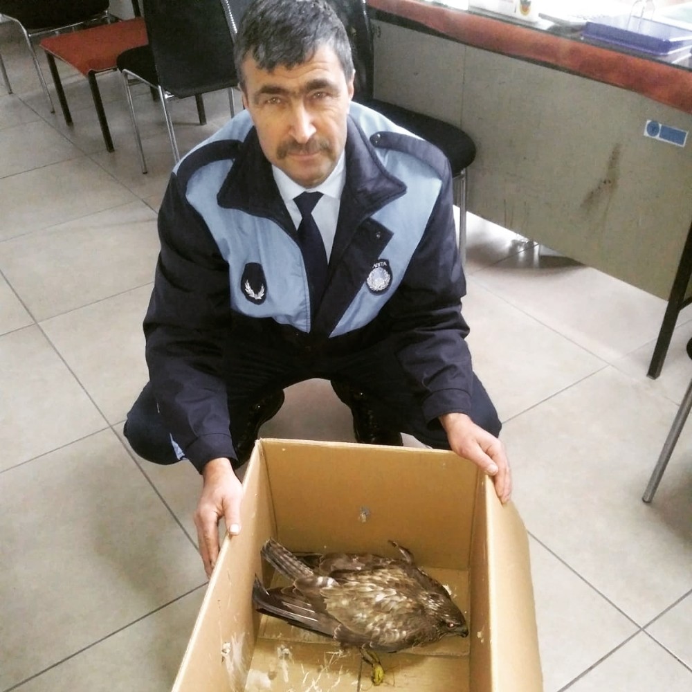 Yaralı şahine zabıta şefkati 