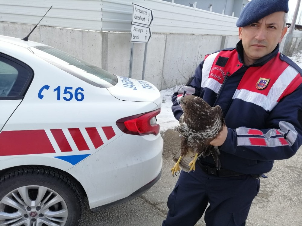 Yaralı Şahin’i jandarma ekipleri kurtardı 