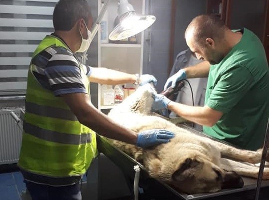 Yaralı sokak köpeği için seferber oldular 