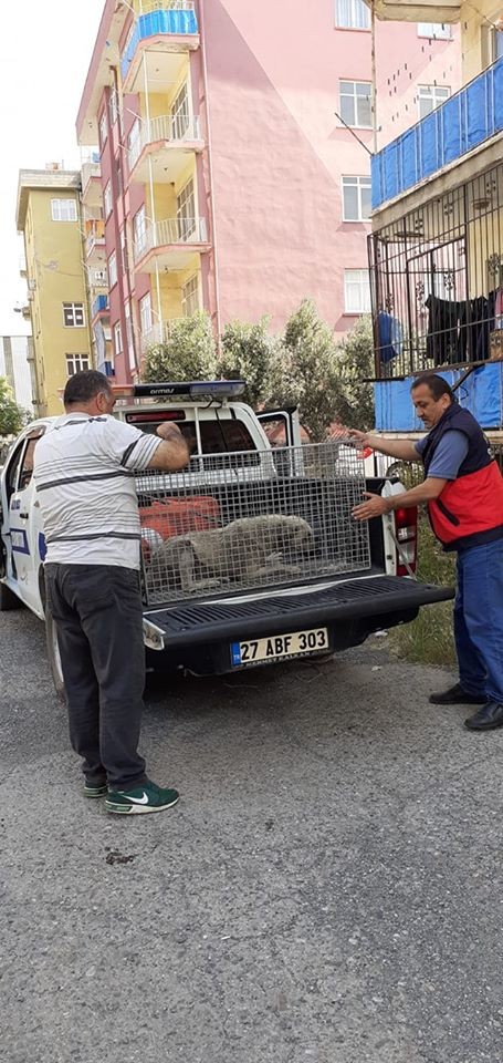Yaralı sokak köpeği tedavi altına alındı 
