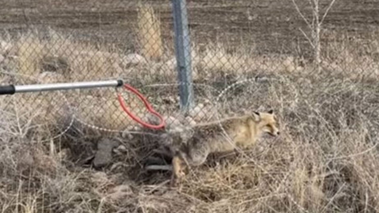 Yaralı tilki sağlığına kavuştu