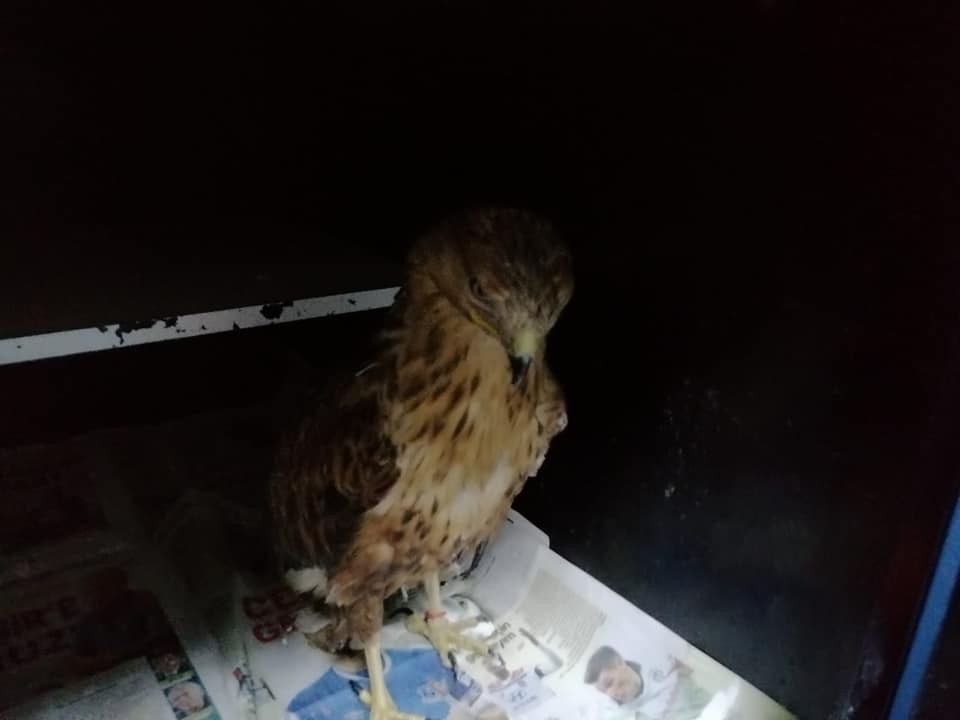Yaralı tilki yavrusu ve kartalın tedavisi yapıldı 