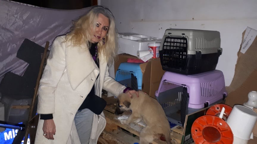 Yaralı ve hasta 2 kedi ve 3 köpek için gece yarısı seferber oldular 